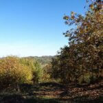 gallery gallery-image