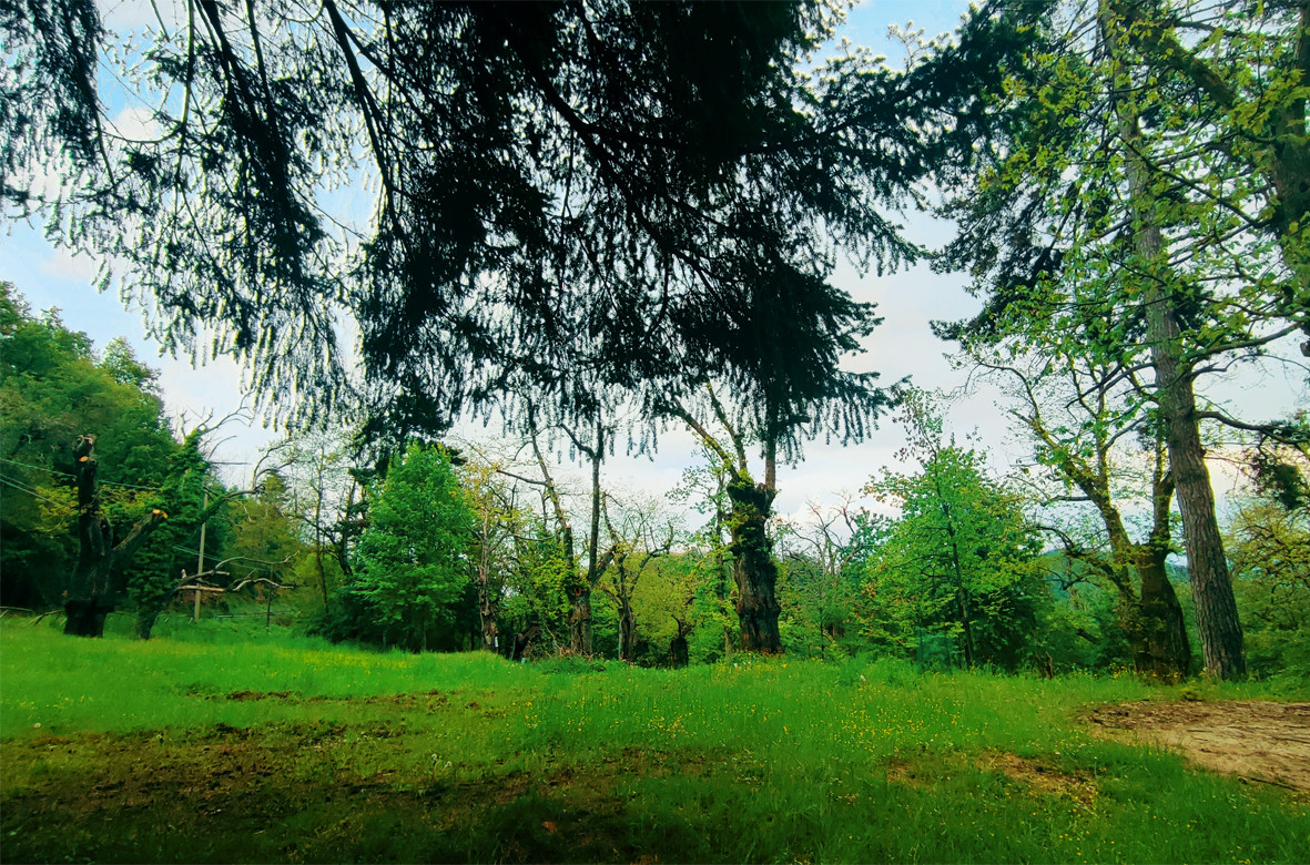 gallery-image