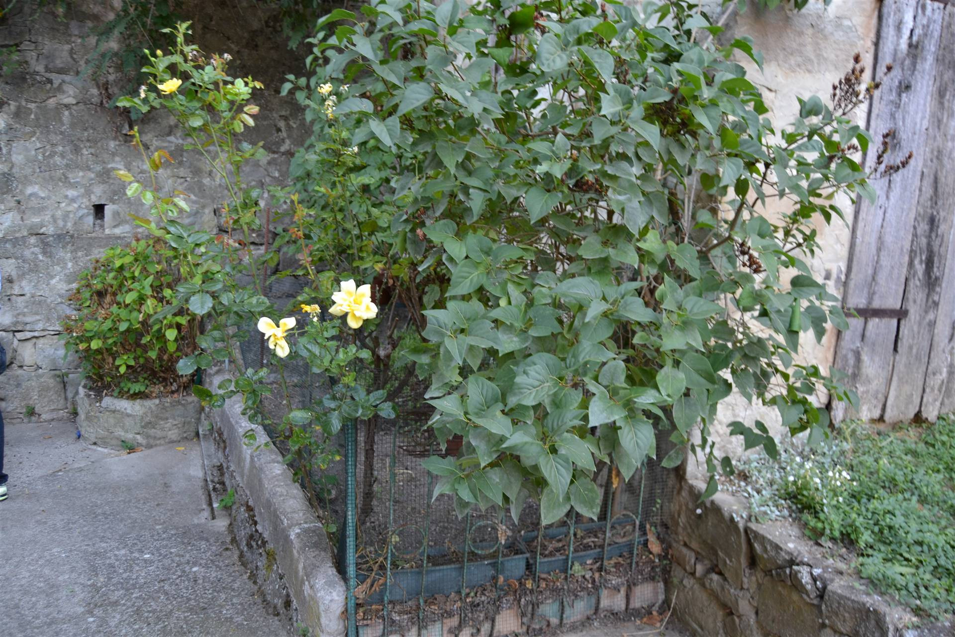 gallery-image