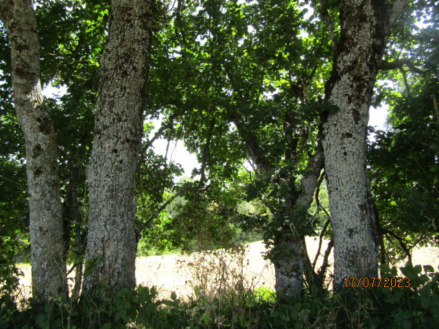 gallery gallery-image